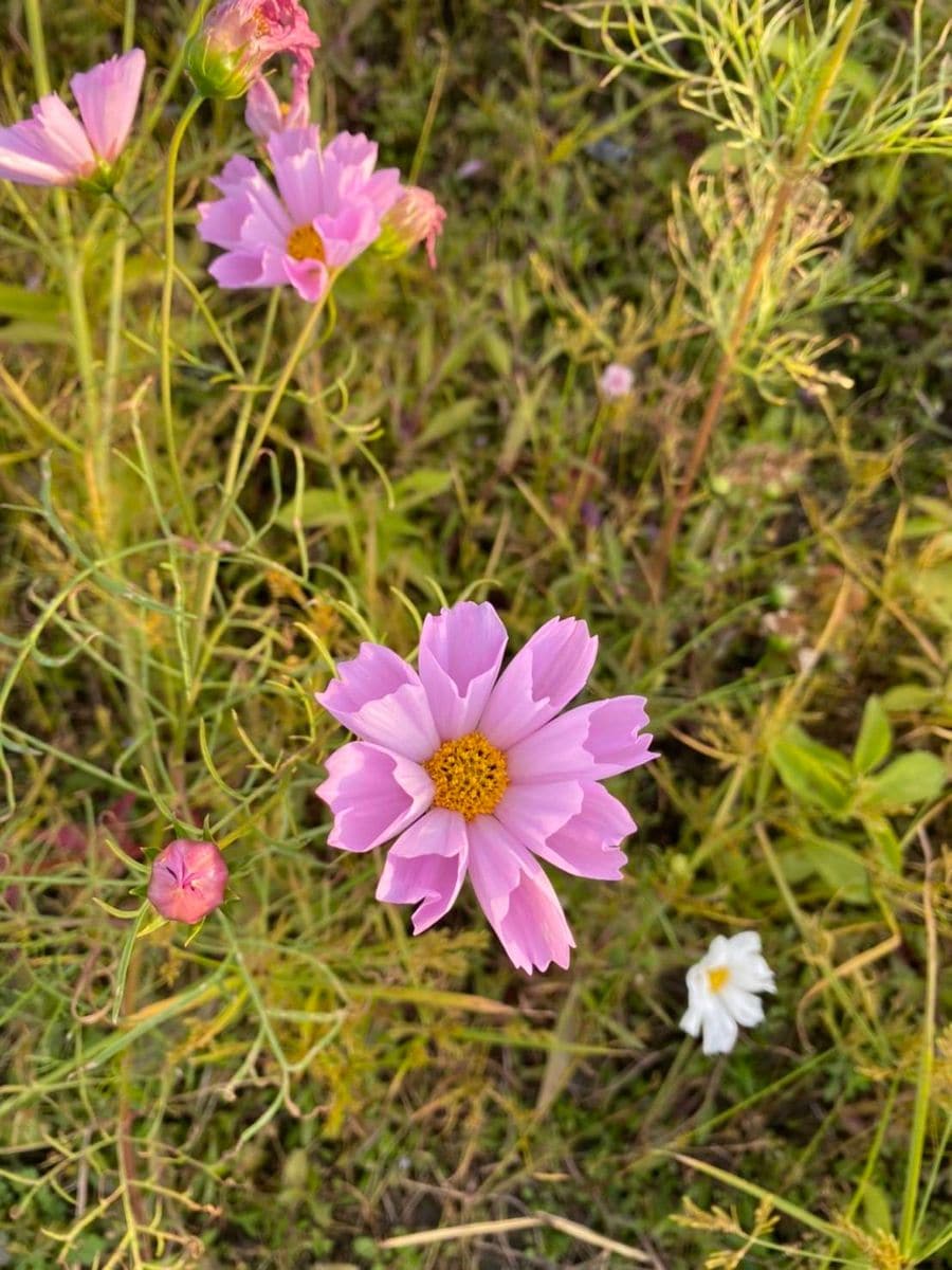 コスモスの写真 by こてつママ コスモス  珍しい花びら。名前何でしょうか？