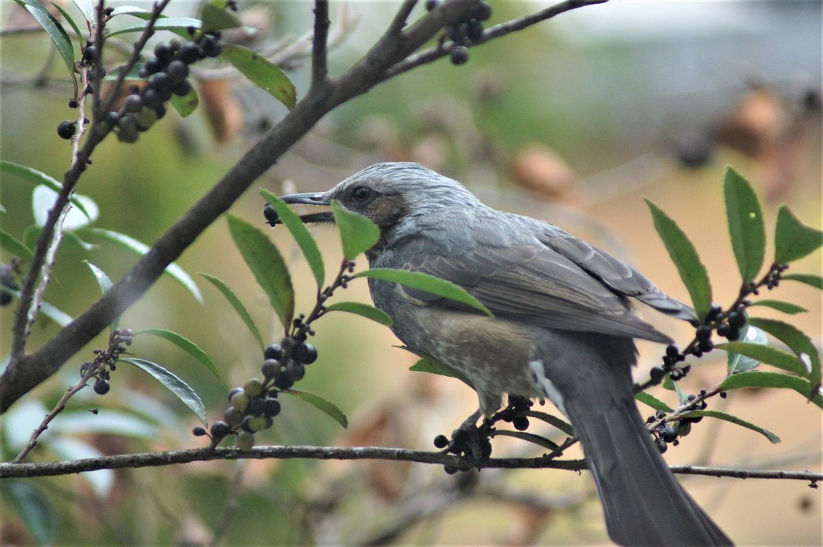 サカキの写真 by 森の妖精 🏠一週間を振り返り・・・🌳🌺 庭のサカキの実を食べに 毎日や