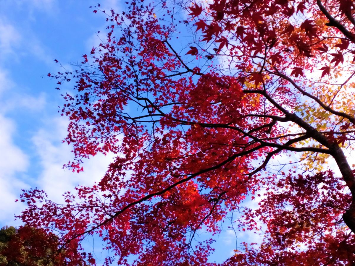 カエデ（モミジ）の写真 by トム・マグノリア 出雲大神宮にて、１１月２７日撮影   紅