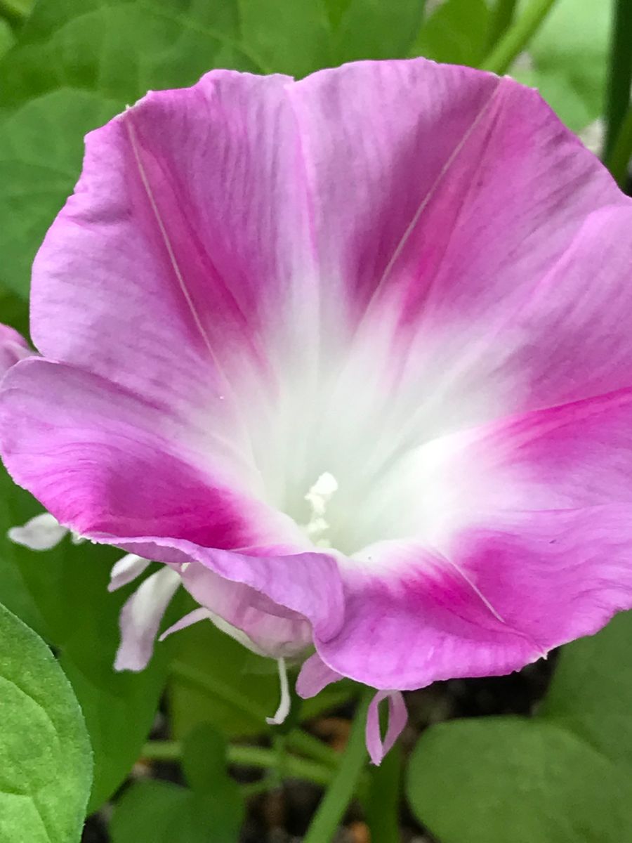 スプリット セカンド ダブル 🌸その1🌸  今朝は開花を見逃すまいと6時に起床🤳 三つ咲い