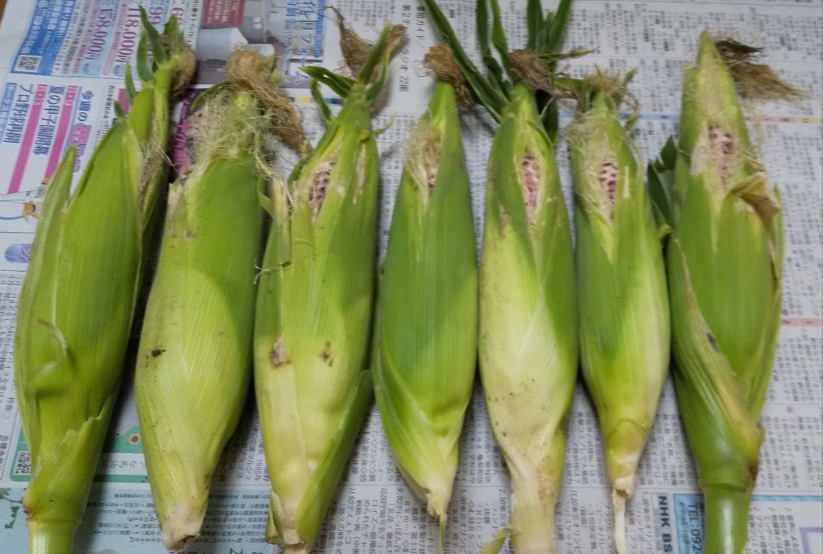 モチトウモロコシを収穫しました～🌽 モチモチして甘かったです🌽 うちは2本で残りは娘