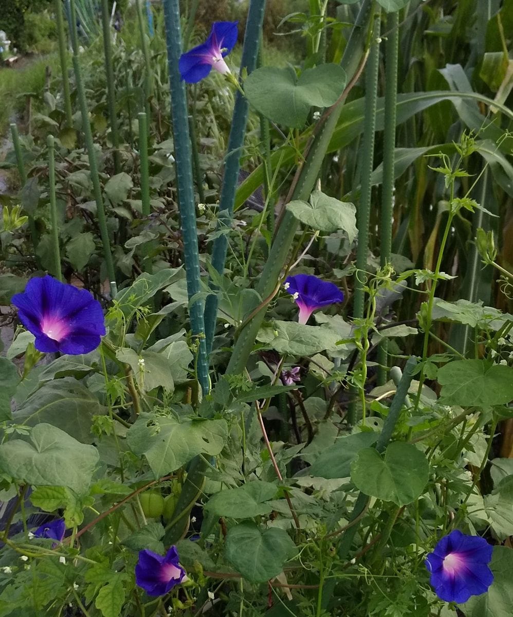 これから花数が増えますように～🎶