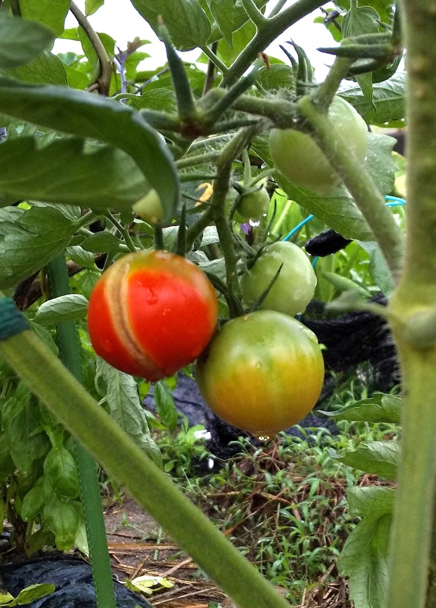 6月に種撒きしたオーレ🍅 ここも低いから浸水でもたないと、、😭