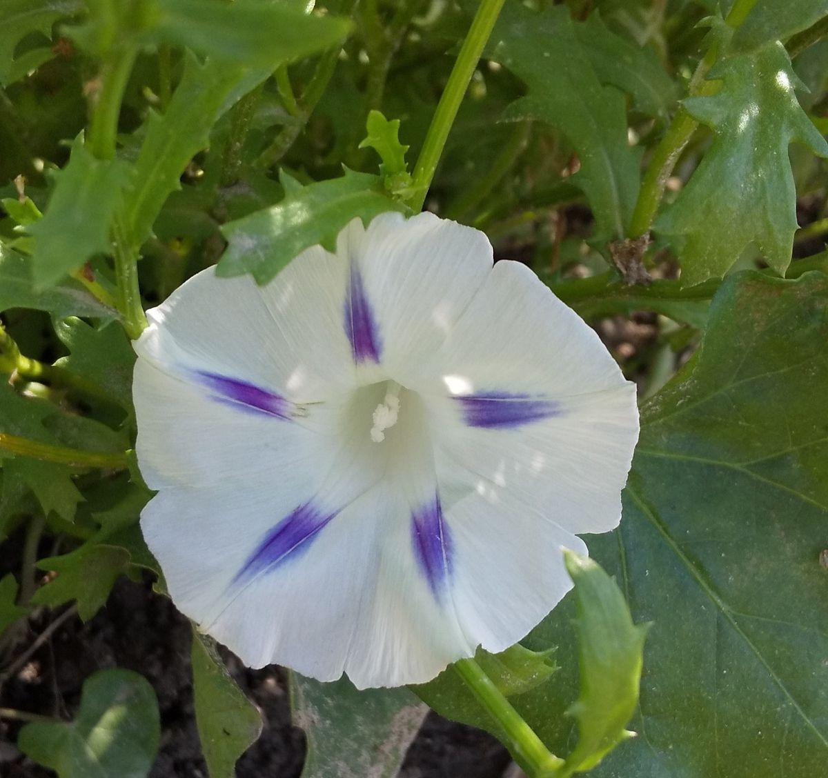 かわいいアサガオが開花しました～🎶 こぼれ種からです💓