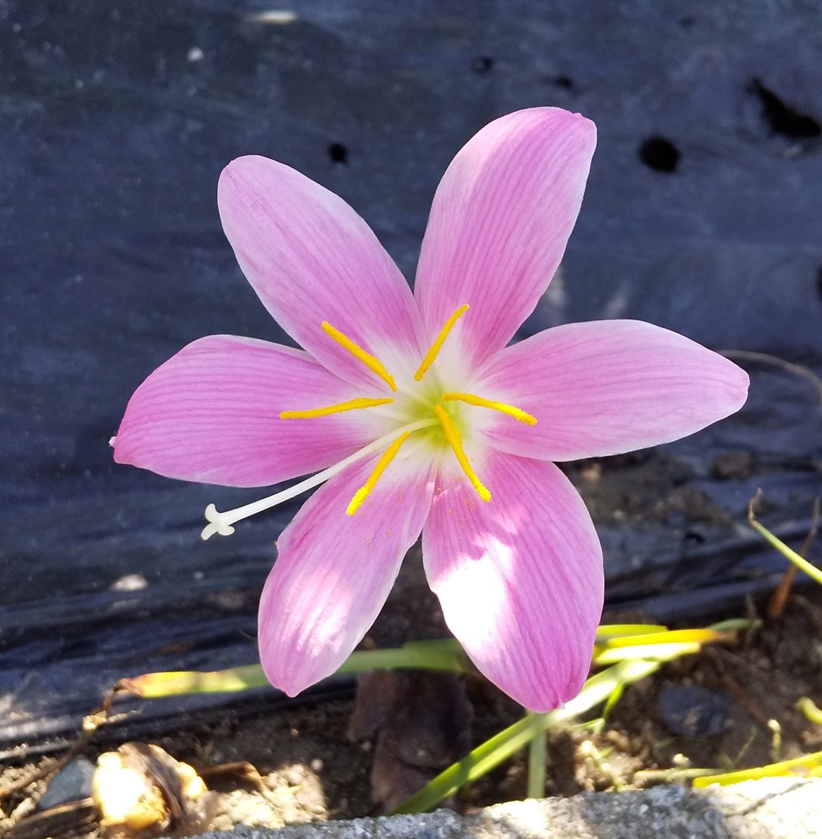 雨が好きなんですね～🌸