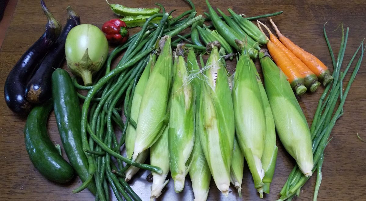 小雨の中収穫してきました☔️🚐 モチトウモロコシ、いっぱいでした🌽 夫婦で食べまくりま
