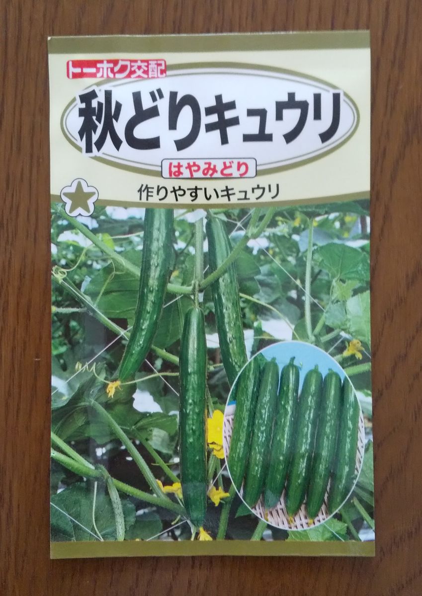 秋どりきゅうりの種です。 今回の長雨で発芽したきゅうりが消えました😔 明日、撒き直