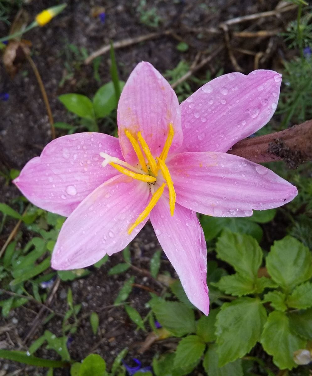 花友さんからいただいた『玉すだれ』が開花しました～💕