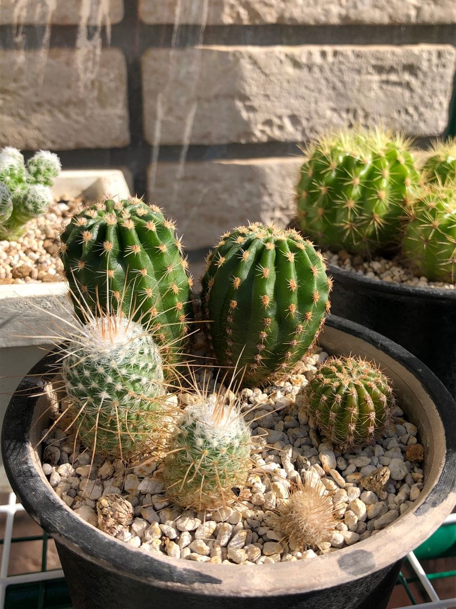  2020/11/24 大きくなった🌵