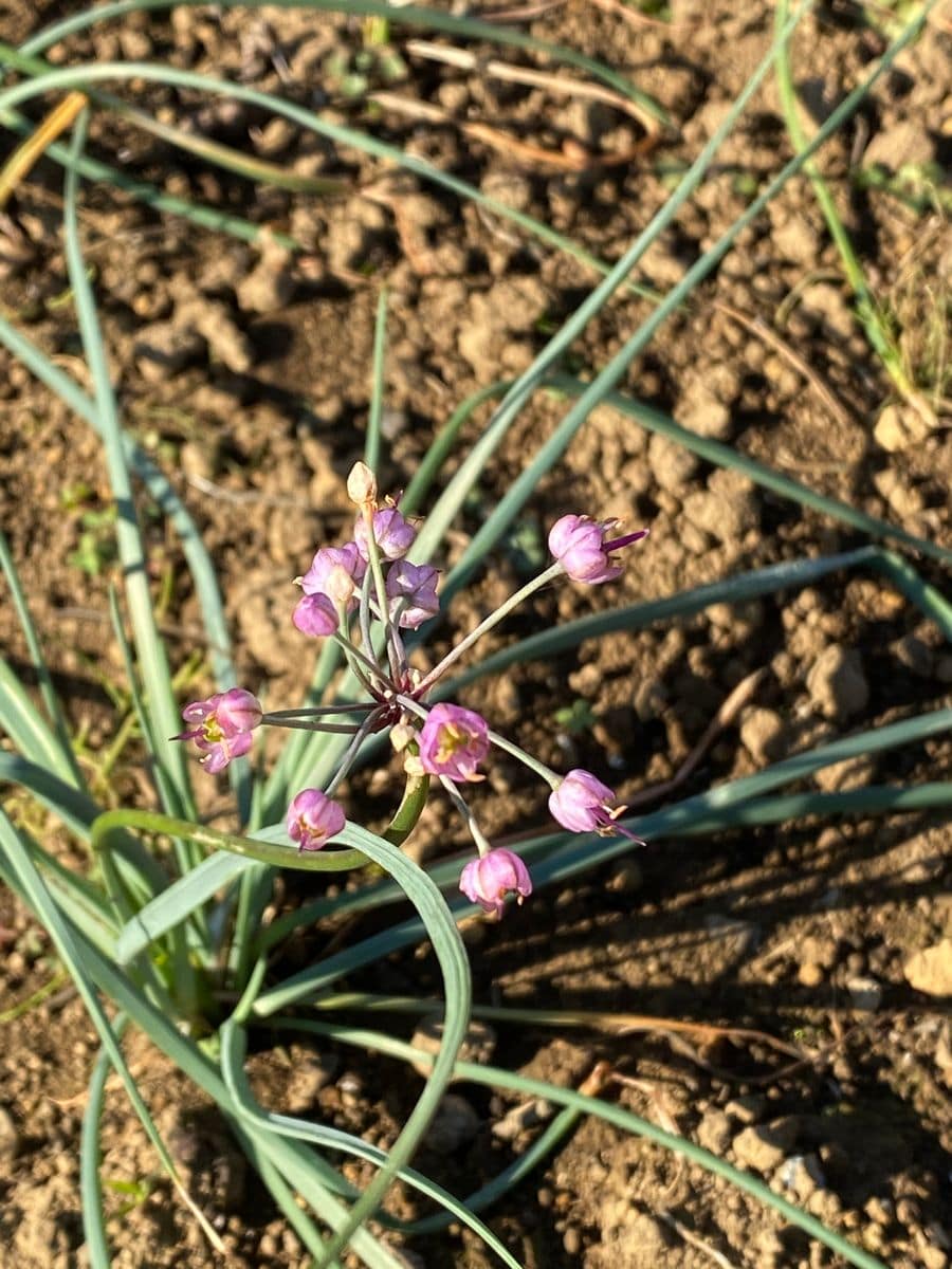 ラッキョウの写真 by ディル 球根しか見たことがなかったラッキョウの花と初対面！球