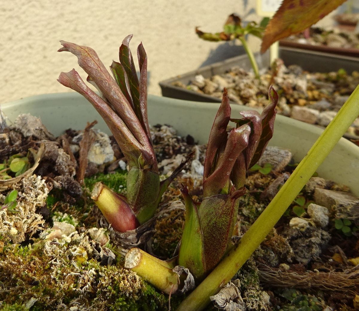 鉢植えのクリロー、アネモネ咲き。去年は花芽だと思っていたのが葉芽だったけど・・・