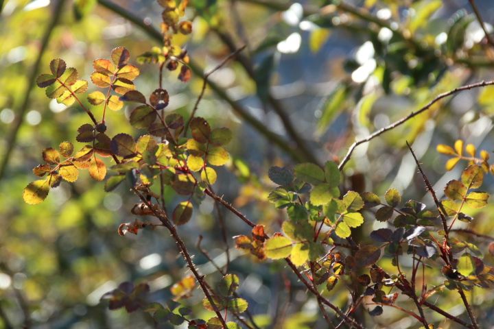 とげとげチームのかわいい葉っぱ、綺麗に色づいてきました🌹🍂😊