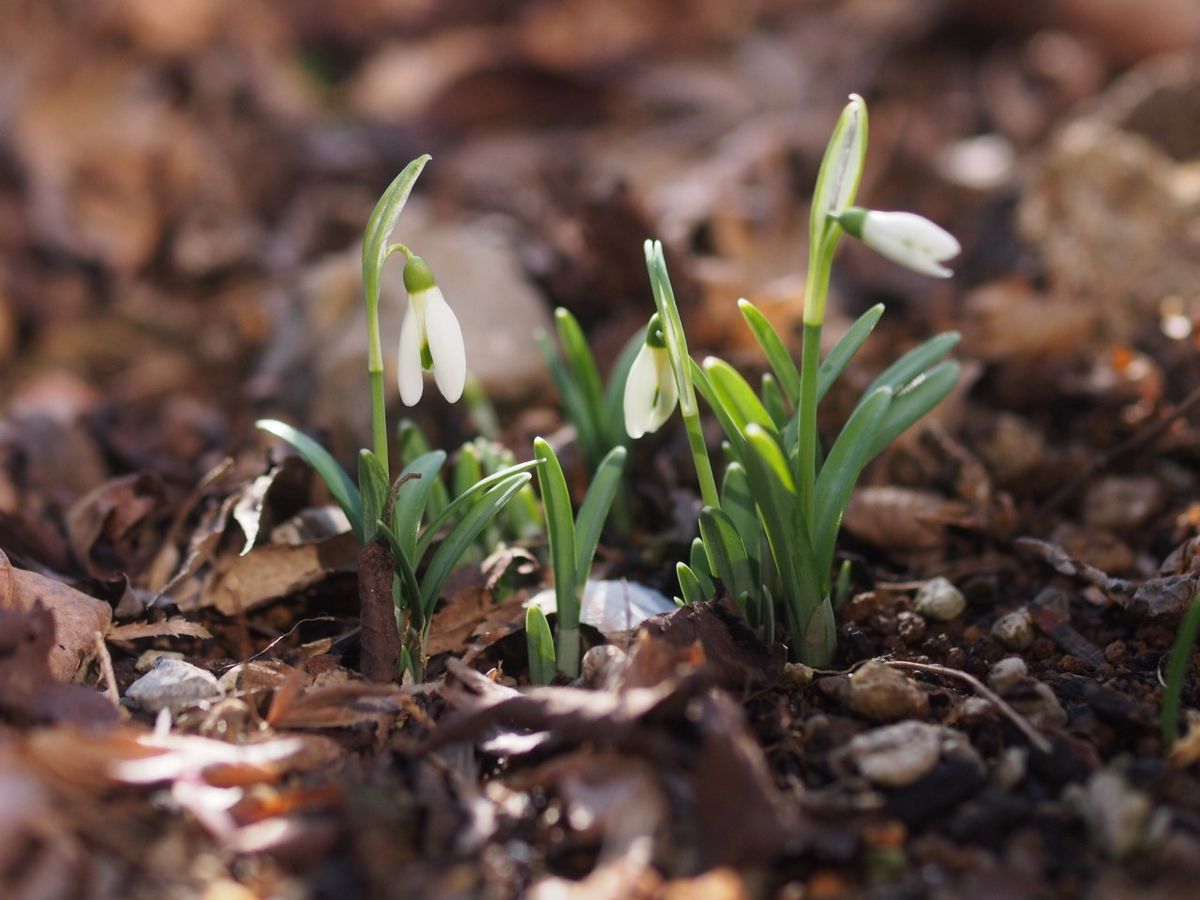 Galanthus nivalis 英国ではcommon・・・しかし日本ではrare. 丈は小さくelwesiiの半