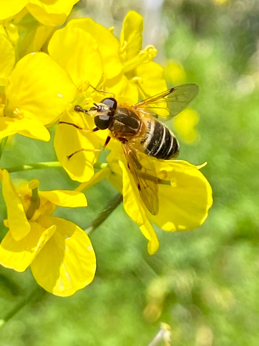 2021年4月 ミツバチは忙しそう。 今年も花がある畑にするから、 頑張ってね(^O^)