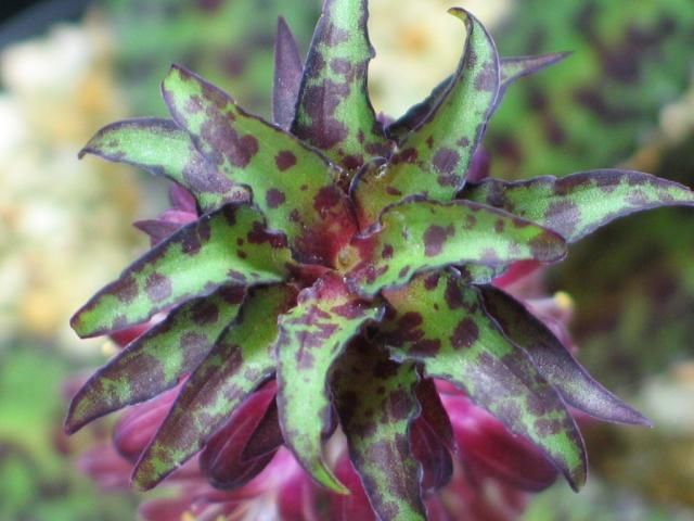 ユーコミス バンデルメルウェイ  2013年7月11日撮影 Eucomis vandermerwei 花の上から