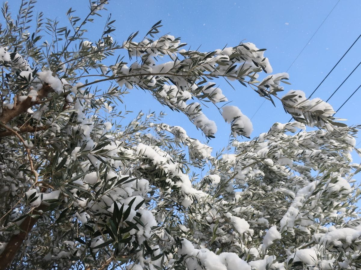 オリーブの写真 by ごるる １月９日 玄関前のオリーブの木の雪景色。 雪がこんなにか