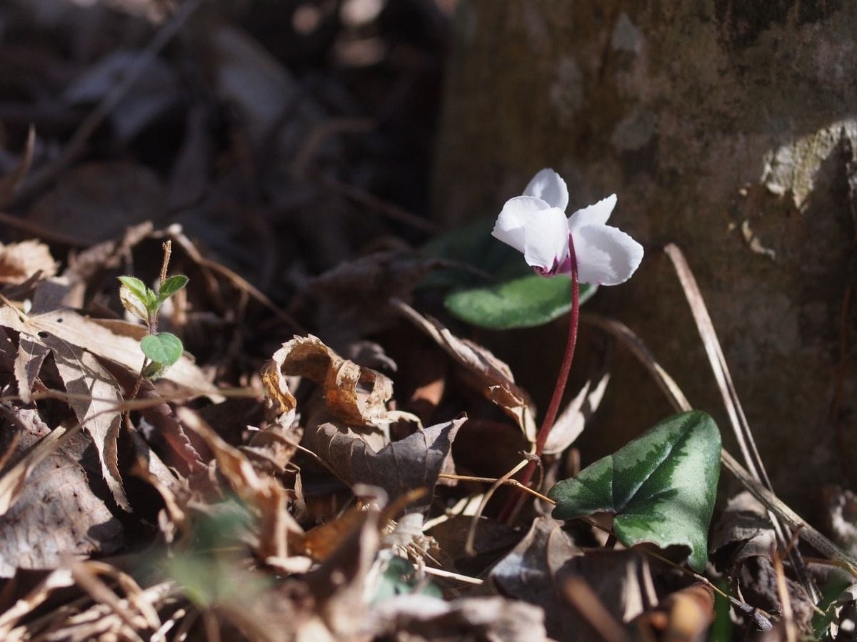 Cyclamen coum 白花 庭木の根元の枯葉の中からひょっこり顔を出す。適当に生きている