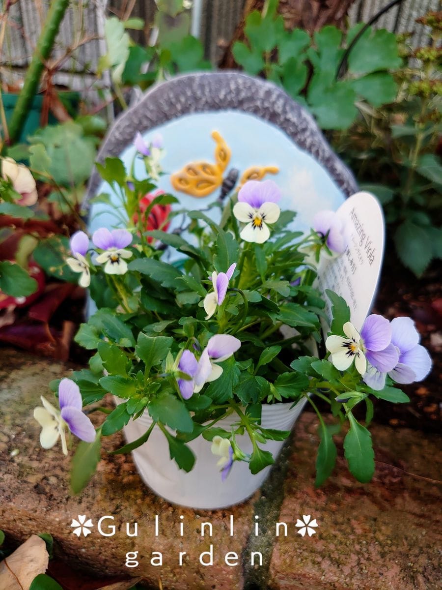 個人育種家さんのビオラ 花の海さん💙