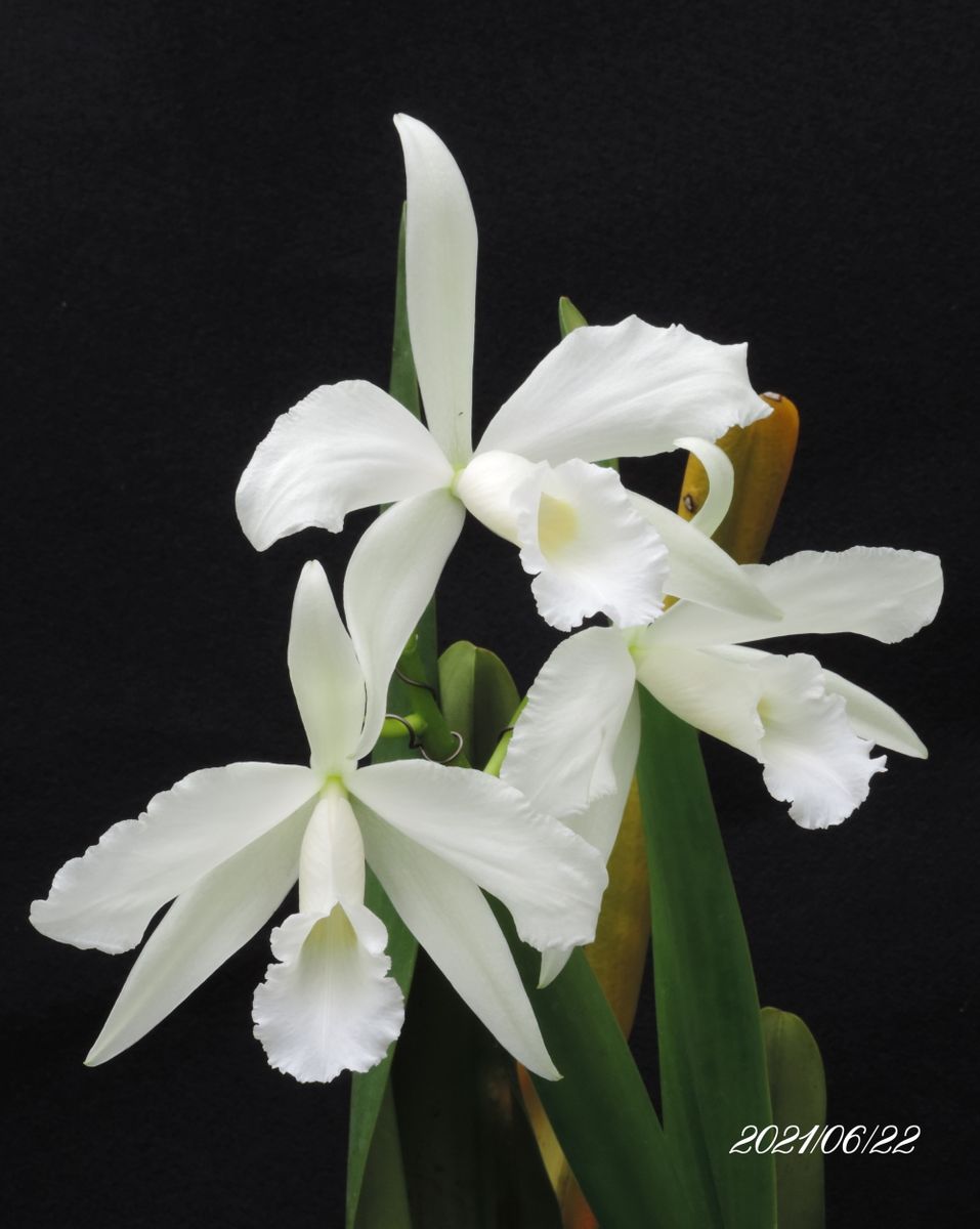 C. purpurata Alba 'youko'  開花２日目 もっと大きくなるでしょう この株は、毎年リ