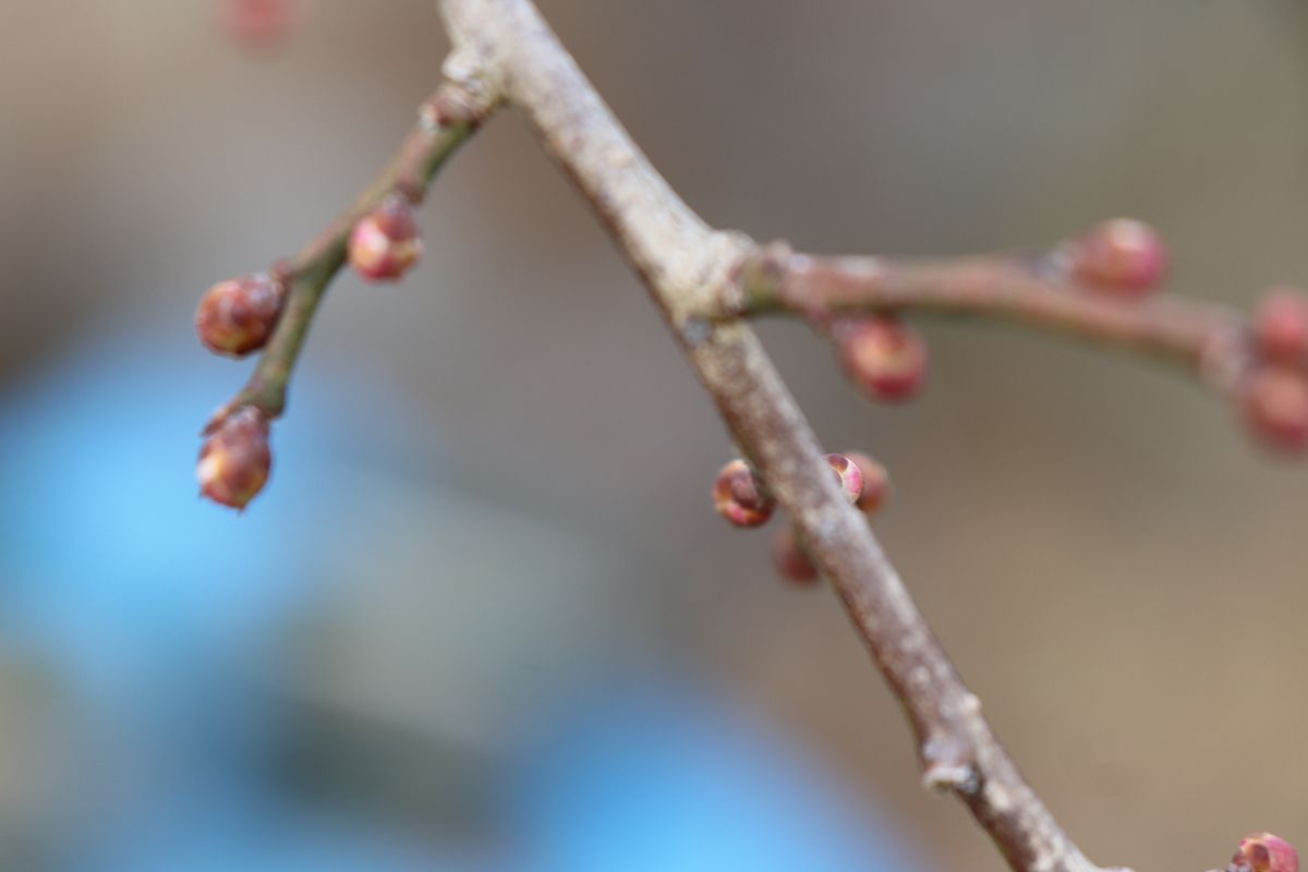 1月19日(火)梅庭木