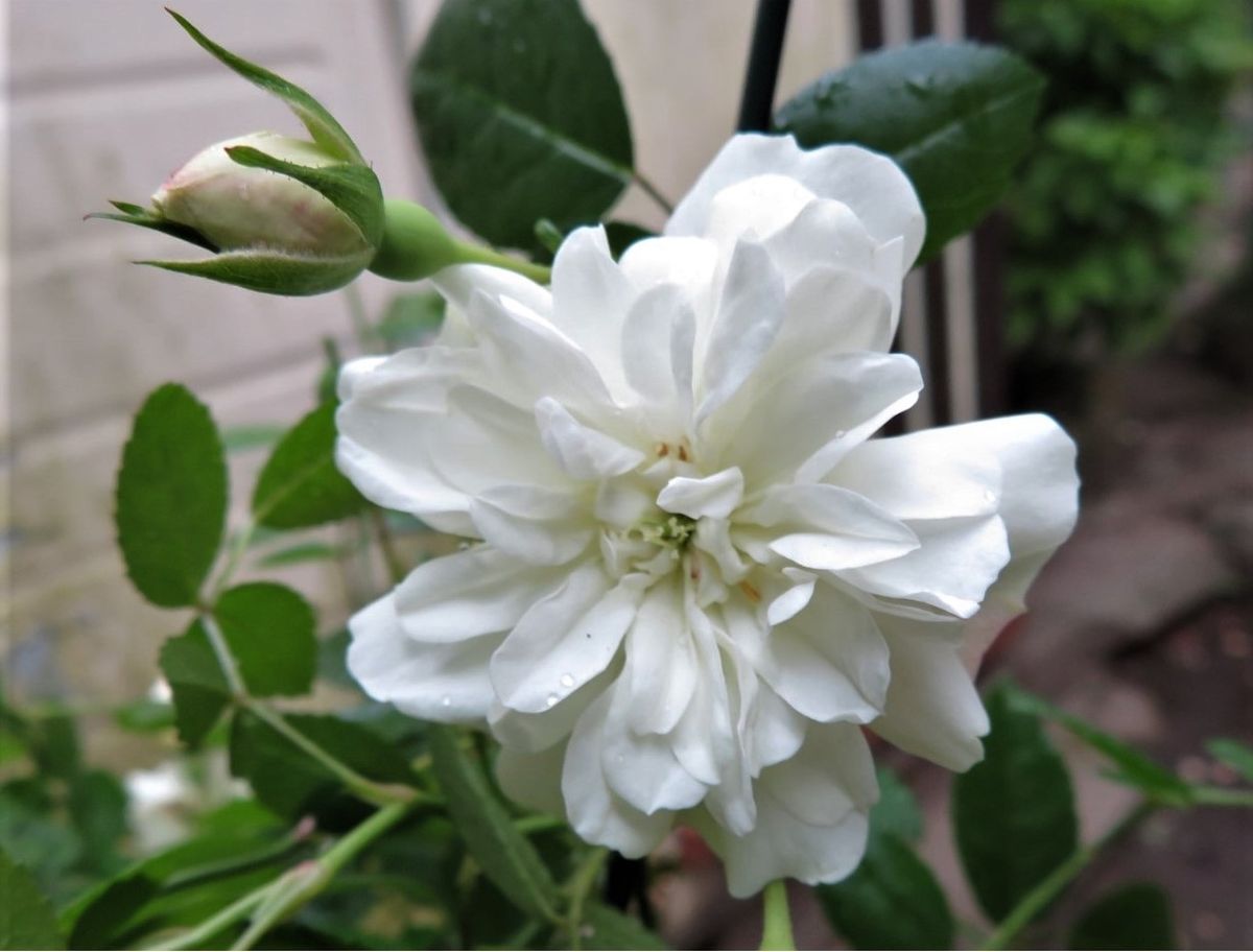 バラ（ミニバラ）の写真 by ロッキー ２⃣🌹鉢の中では一番多く咲かせている白いミニバ