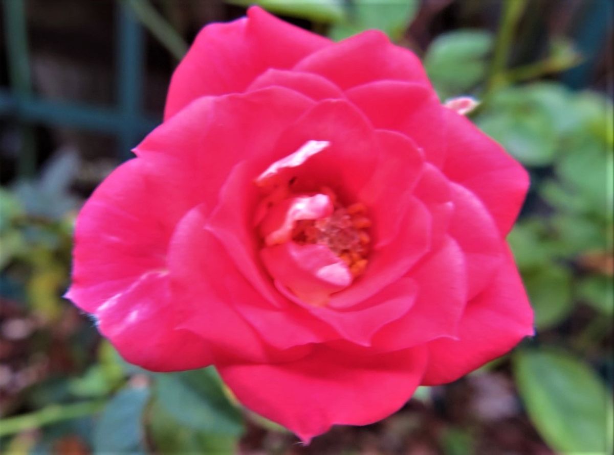 🌻新たに咲いたミニバラ<ルイ・ド・フューネ>の花