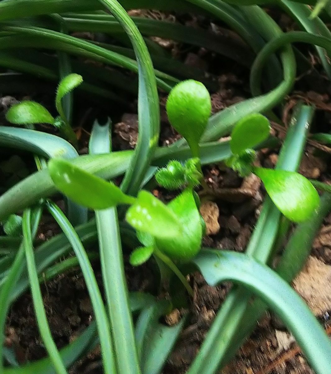 ムスカリの間にネモフィラの発芽