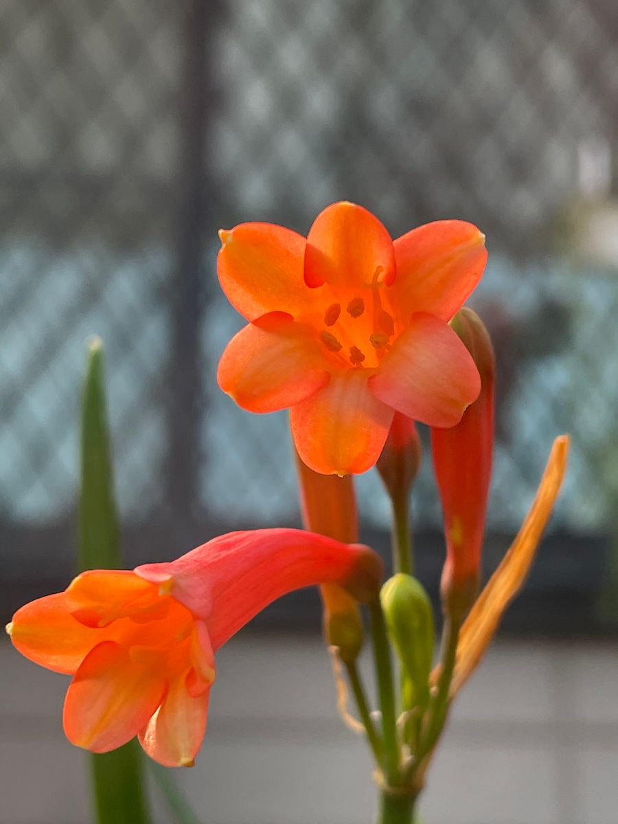 キルタンサスの写真 by katokei キルタンサス  今年初めてのお花です❤️