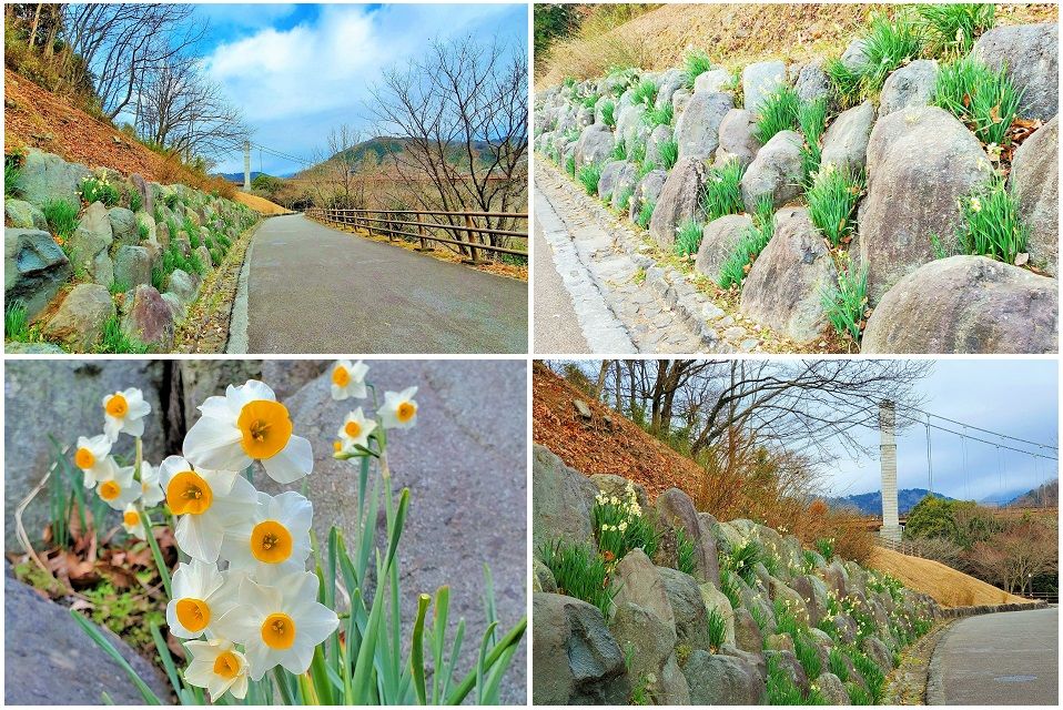 近くの県立戸川公園・風のつり橋下 石垣の隙間に咲く 『ド根性スイセン』ヒガンバナ科