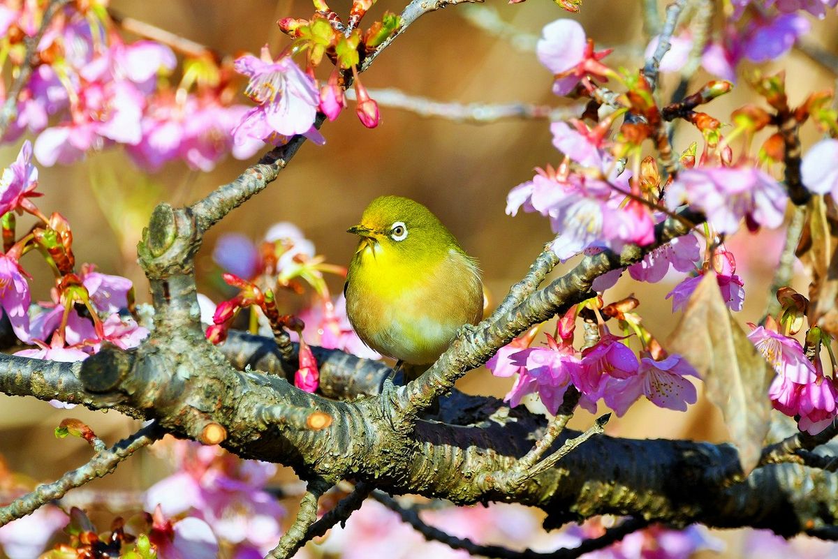 この2~3日の寒さで カワズザクラは後戻り、 メジロも我慢できずにやって来ていました