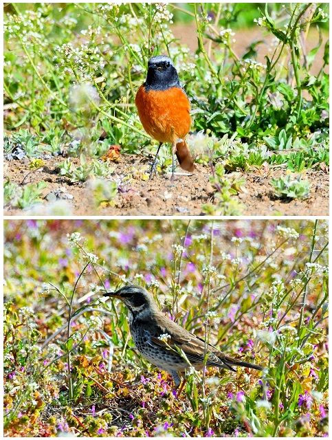 春の七草のひとつアブラナ科『ナズナ』別：ペンペングサ 小鳥たちも春を待っているよ