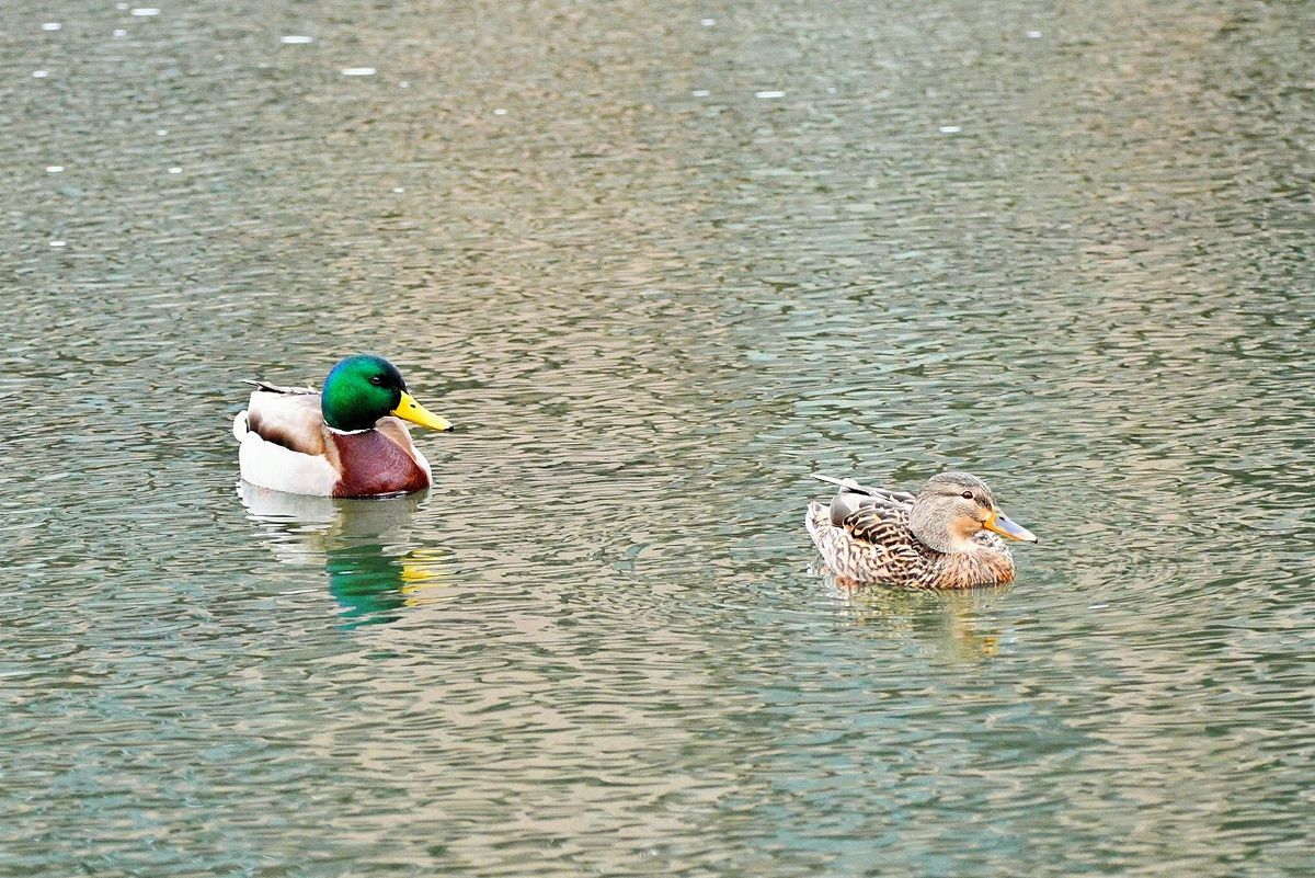 春です マガモの雄(向かって左)が雌を 追いかけ回しています。(3/7撮影)