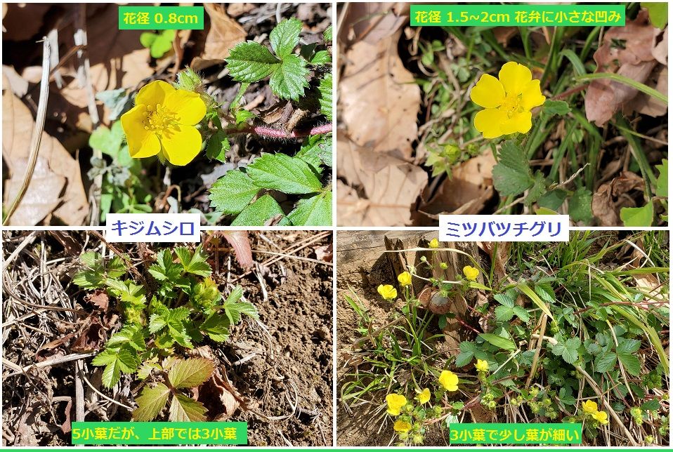 『キジムシロ と ミツバツチグリ』(3/20撮影) 同じバラ科で5弁の黄色い花、3(5)小葉 