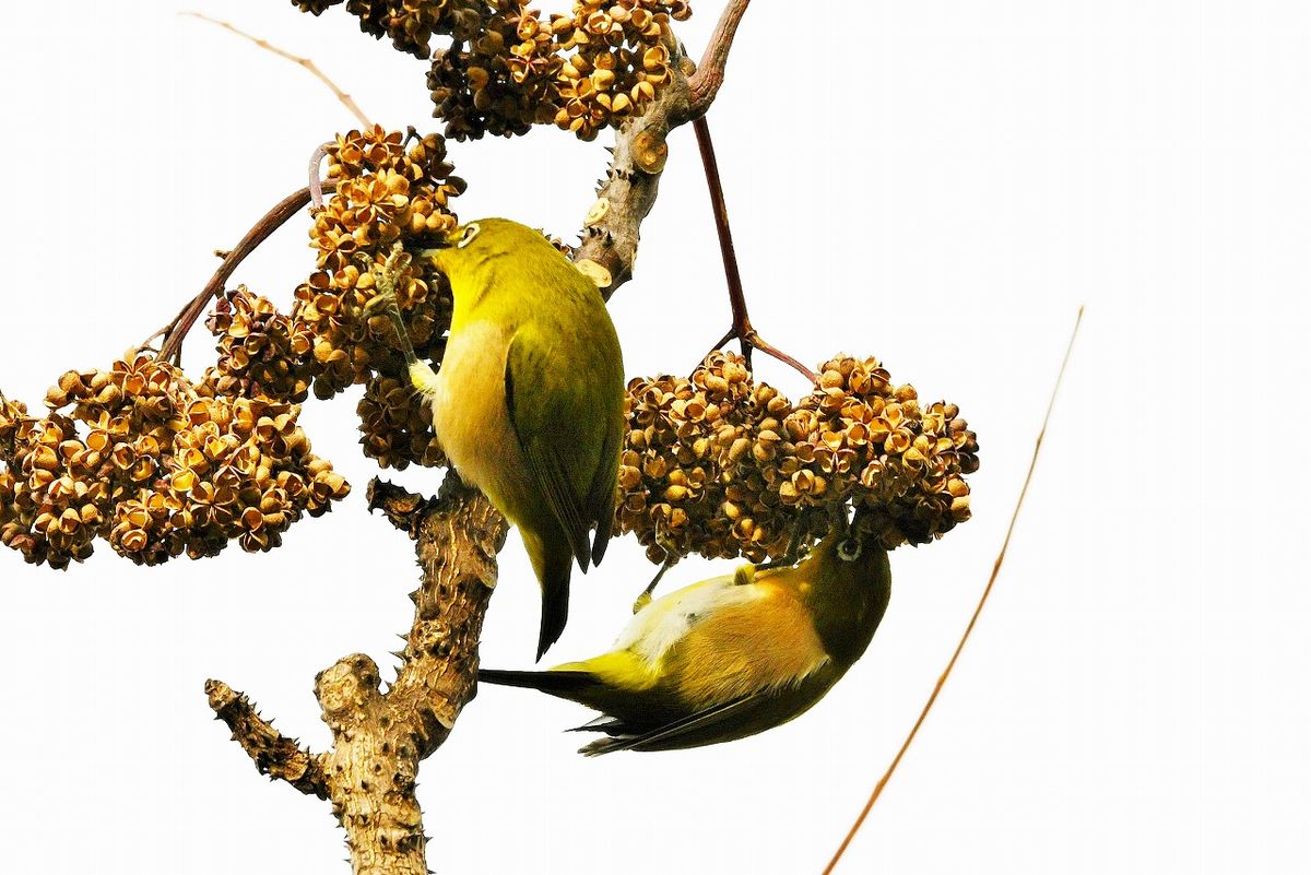 カラスザンショウの実を食べるメジロ カラスザンショウについては樹木シリーズ参照： 