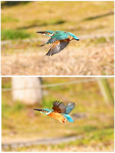 朝一でカワ吉の様子見に 「今日も飛ぶ飛ぶ右左」 元気に飛び回っていました。