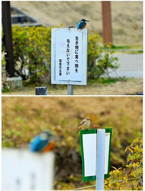 自然の生き物に餌を･･･ 色々なご意見がおありでしょう  小雨が降り始めた池には今日も