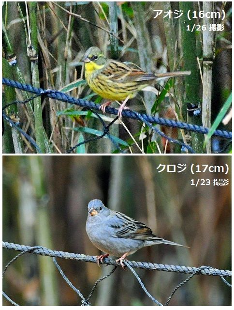 ホオジロ科冬鳥(我が町では) (上)緑ですがアオジ (下)暗い灰色でクロジ 縁起の悪いア