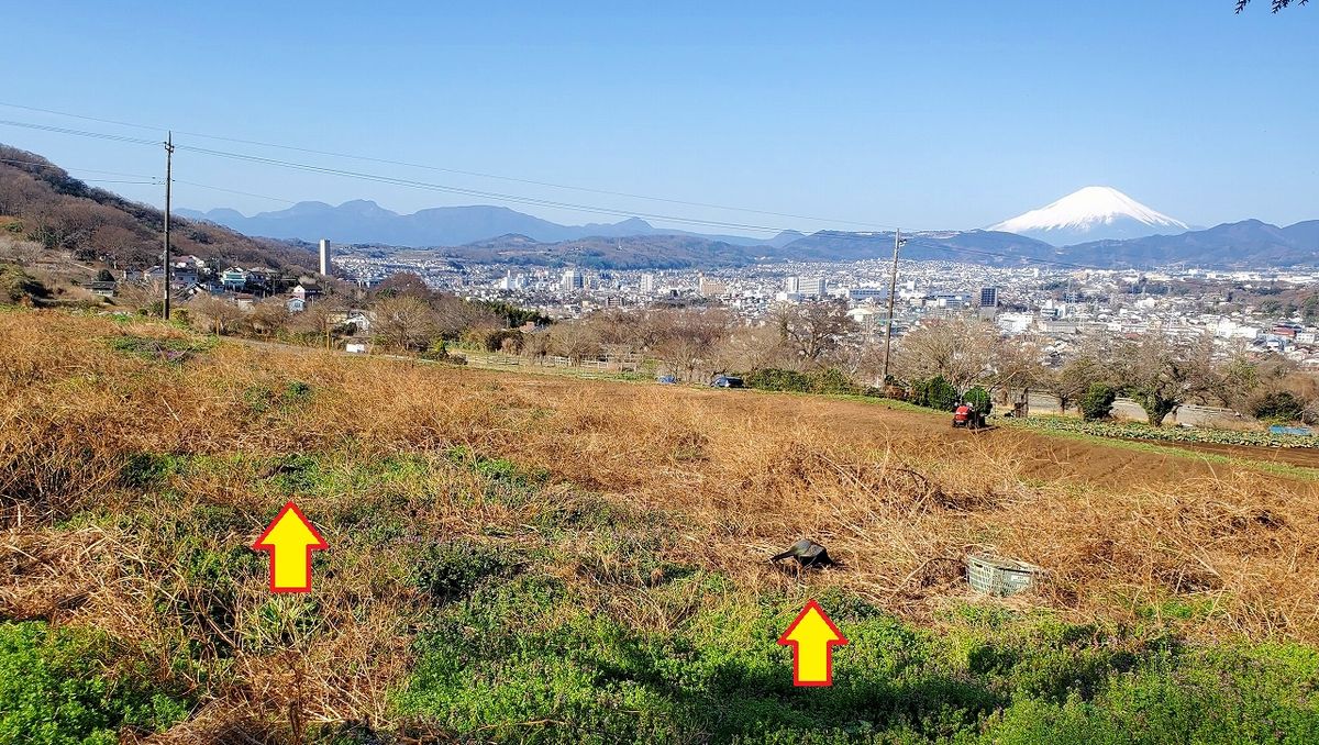 富士の見える野原でキジのA君と雌が食事をしています。