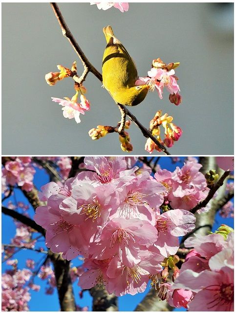 カワちゃん池の河津桜が満開状態に、 メジロがやって来ています。  カワ吉の姿が数日