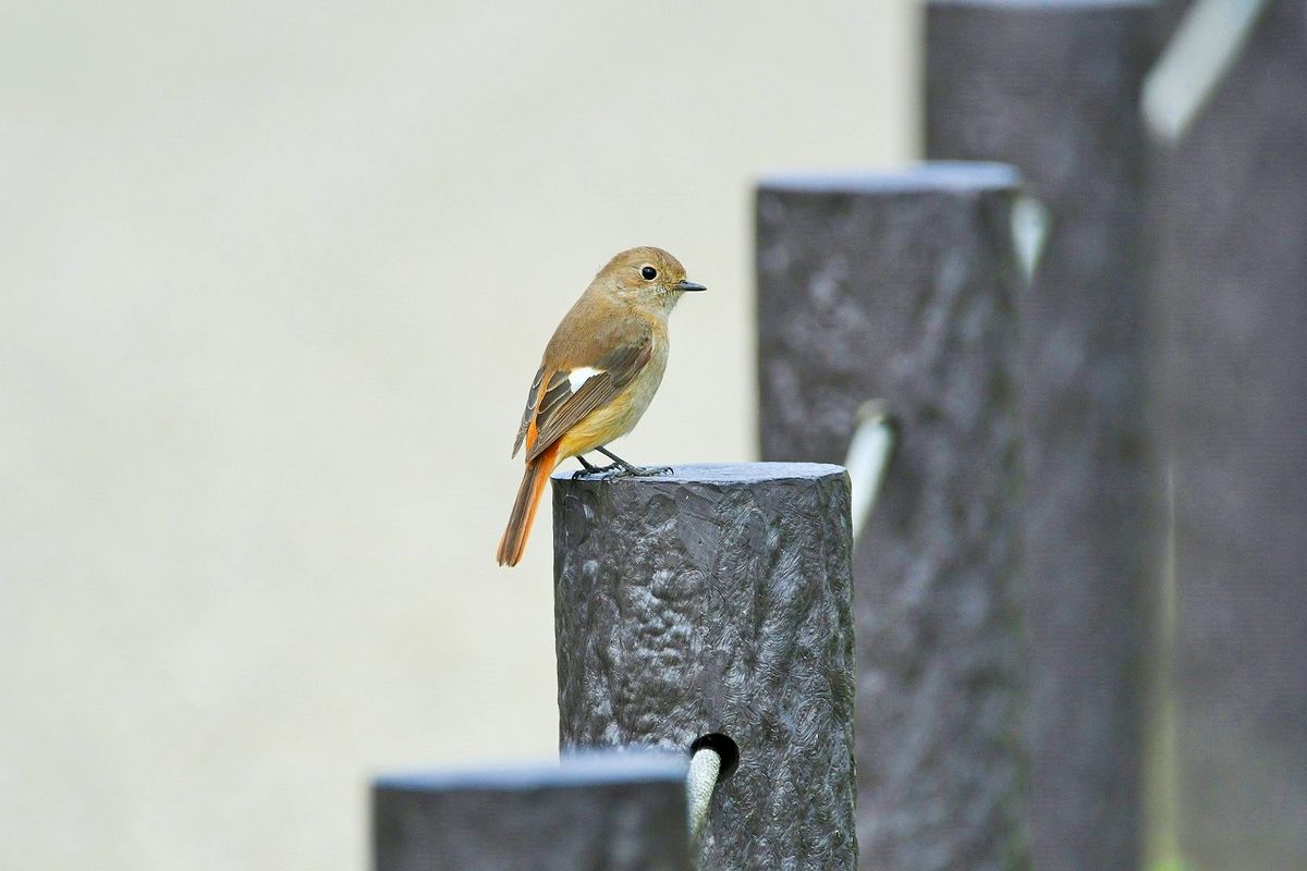 残念ながら今日もカワ吉は 現れません。 やはり気になるのか、ジョウ嬢もそばにやって