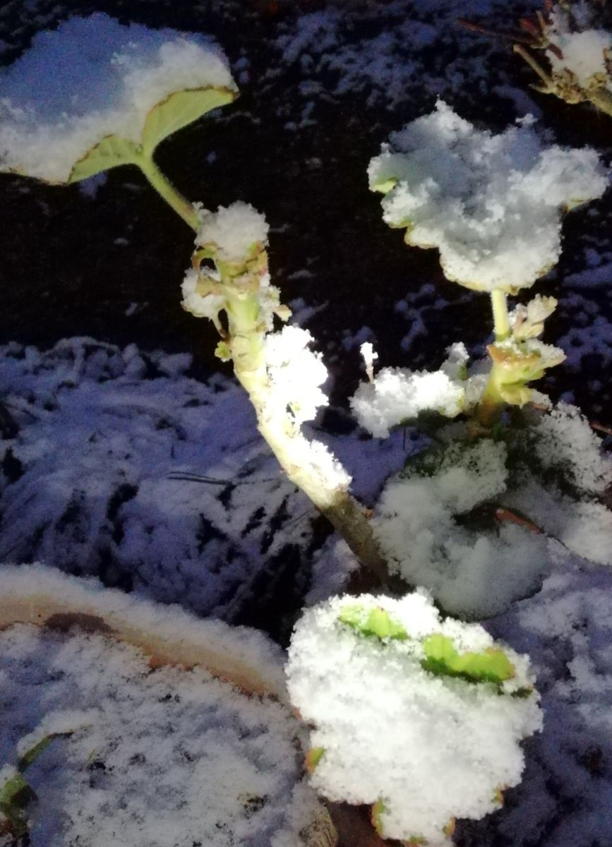 2月のゼラニウム 雪の奇襲にさらされて  耐えてます。 これも２月のゼラニウムの日常