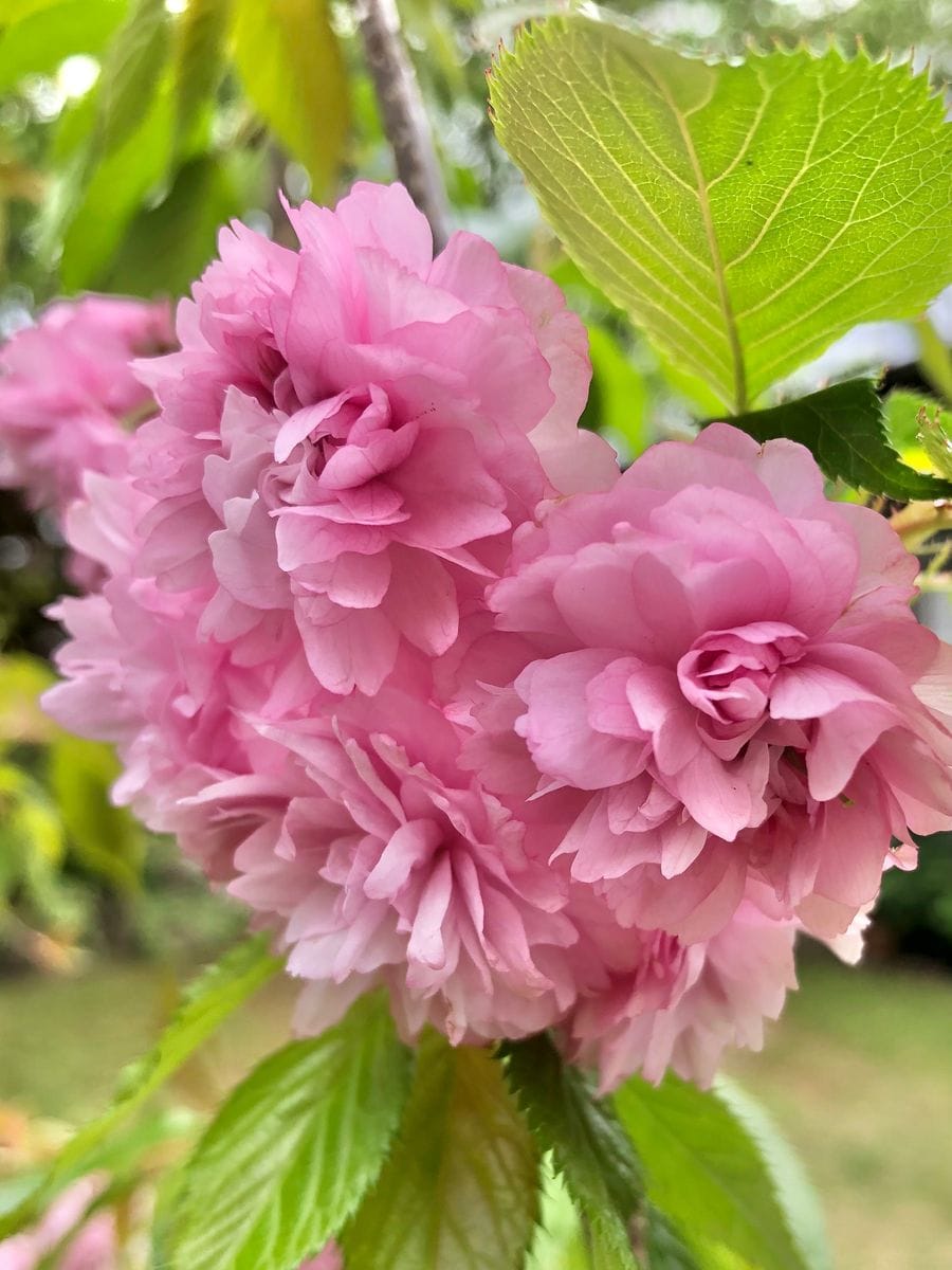 八重枝垂れ桜  やっと咲き始めました◟(*ˊᗜˋ*)◞