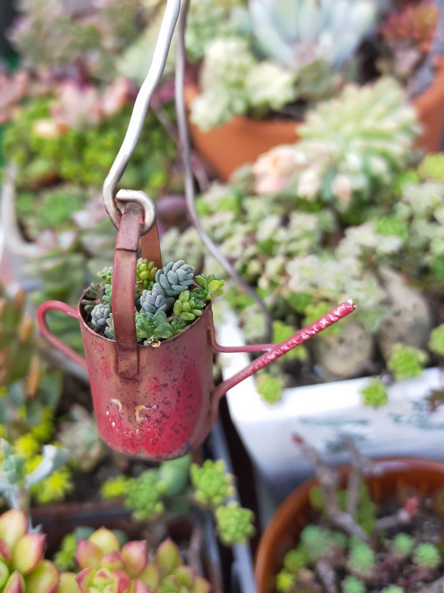 ピックのじょうろにミニミニセダムの寄植え♪