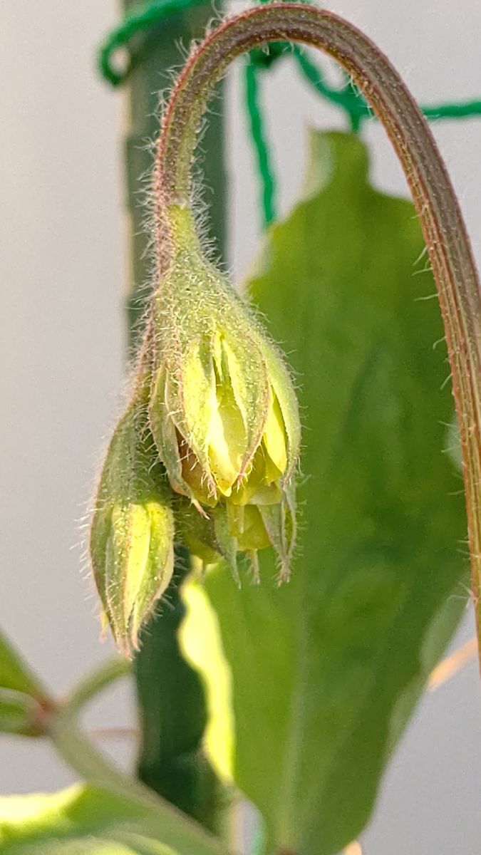 スイートピーの蕾 新芽なのか、枯れたのか、お騒がせな蕾でしたが、今朝、開き初めて