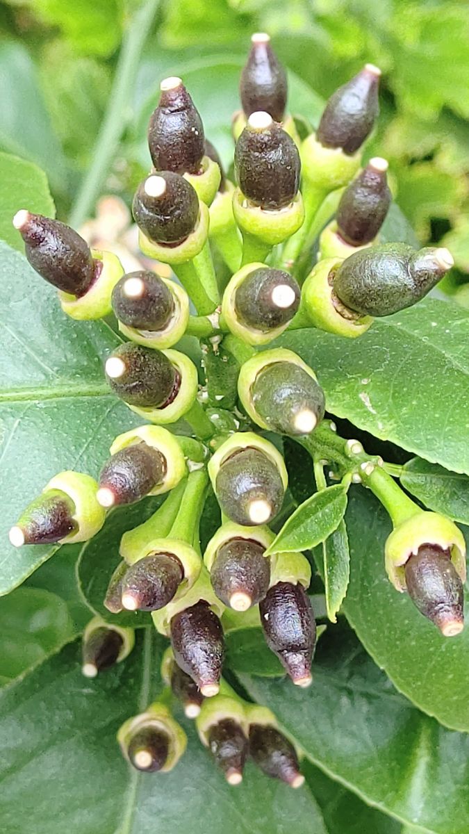 夏の枝は花が終わり、びっしり実が付きました。さて、どの実が残るでしょう🥭