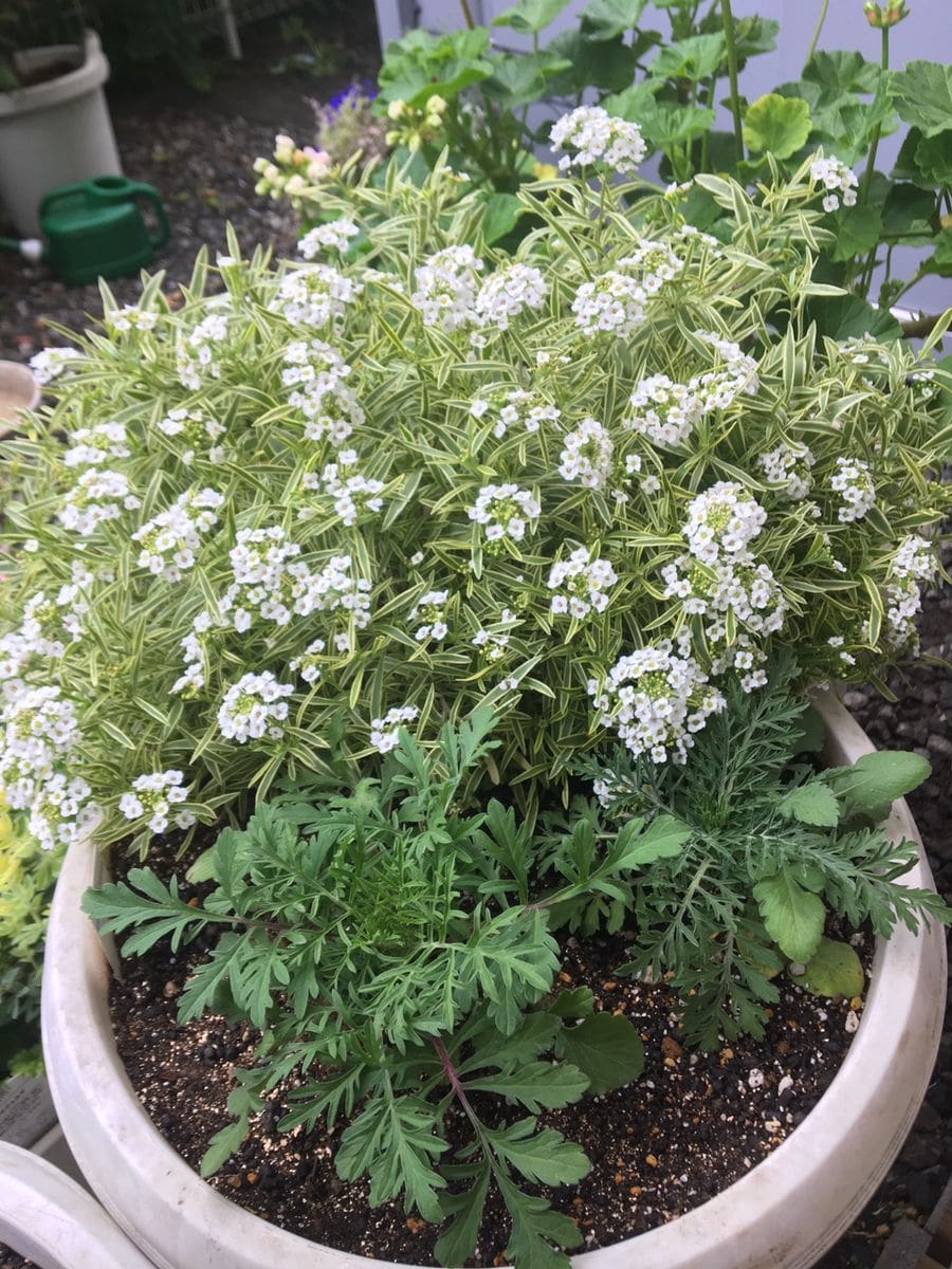 秋に植えたスカビオサ ムーンダンス 株が育ってきました。 お花はまだ先です。 スーパ