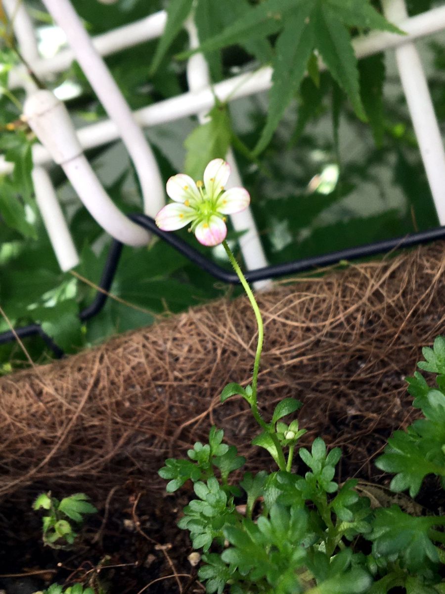 雲間草の写真 by あずきもち 雲間草挿し木から開花しました ダメ元だったけど、生きて