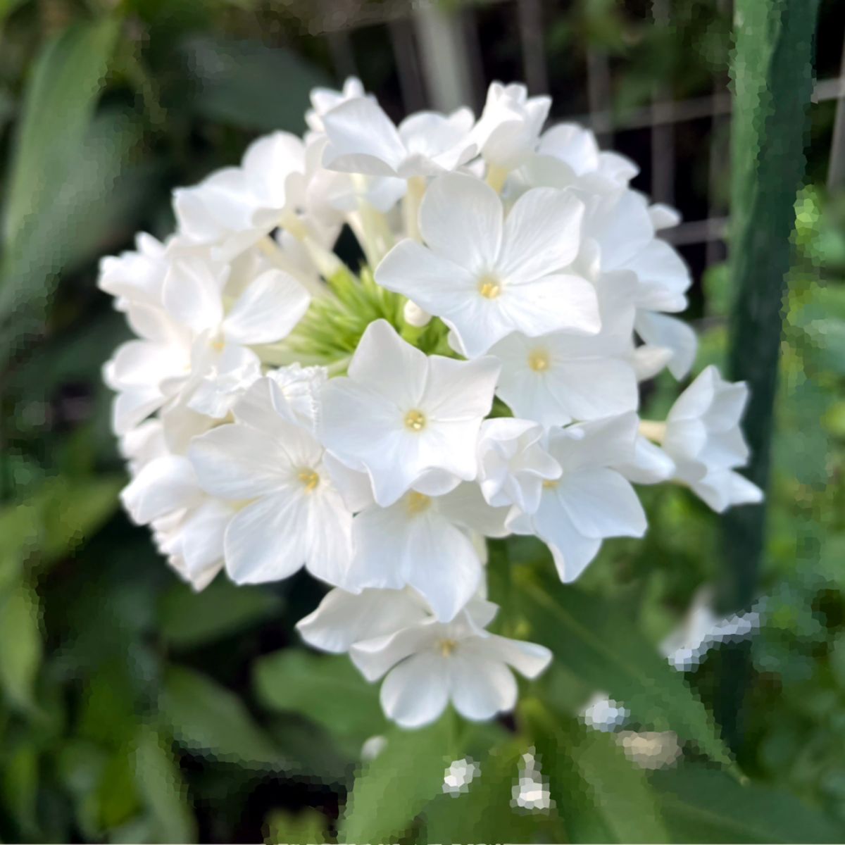 フロックスの写真 by あずきもち 真っ白なお花🤍 涼しげです🎐  フジヤマ