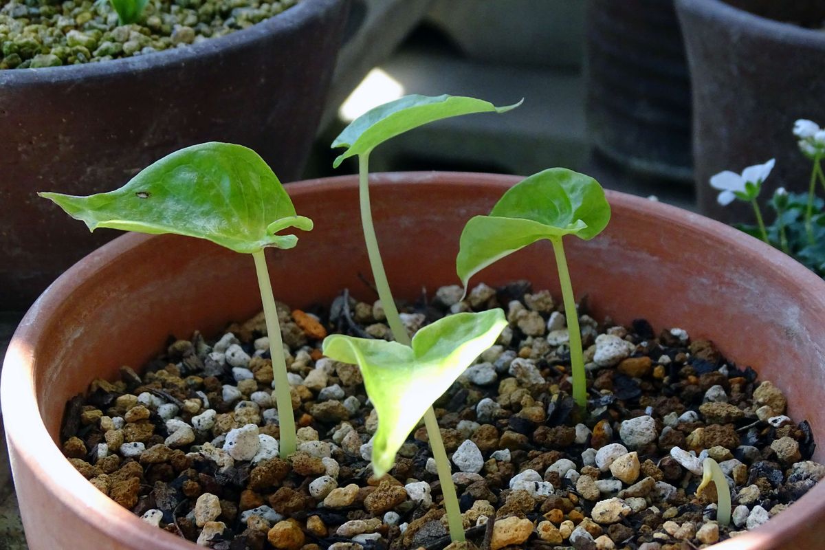 ムサシアブミの発芽。 確認できたのは、この五🌱だけでした。  撮影日：2021/04/20