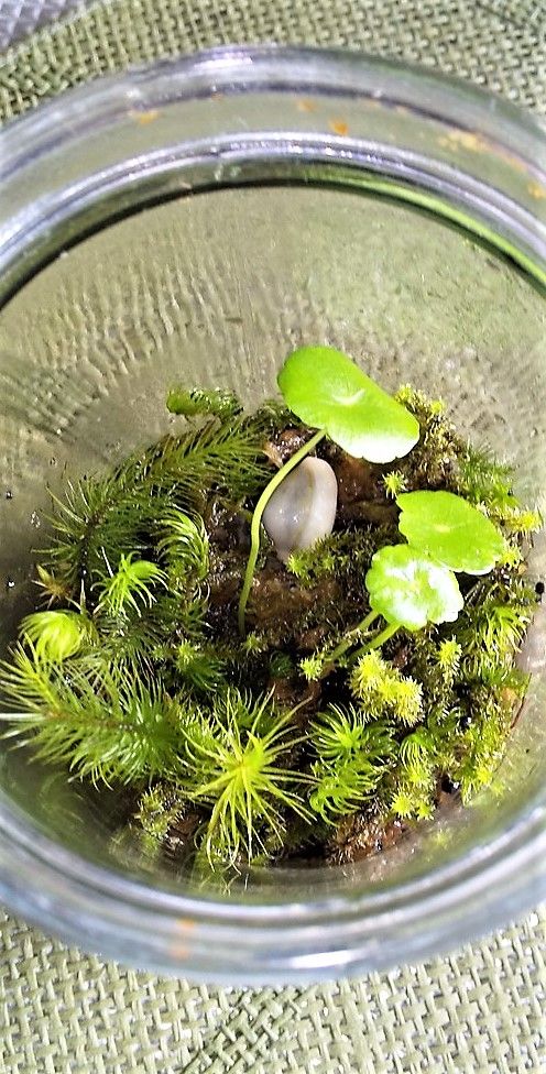 苔テラリウム④ 空き瓶に残りの苔を入れて、ウォーターマッシュルームを入れました。